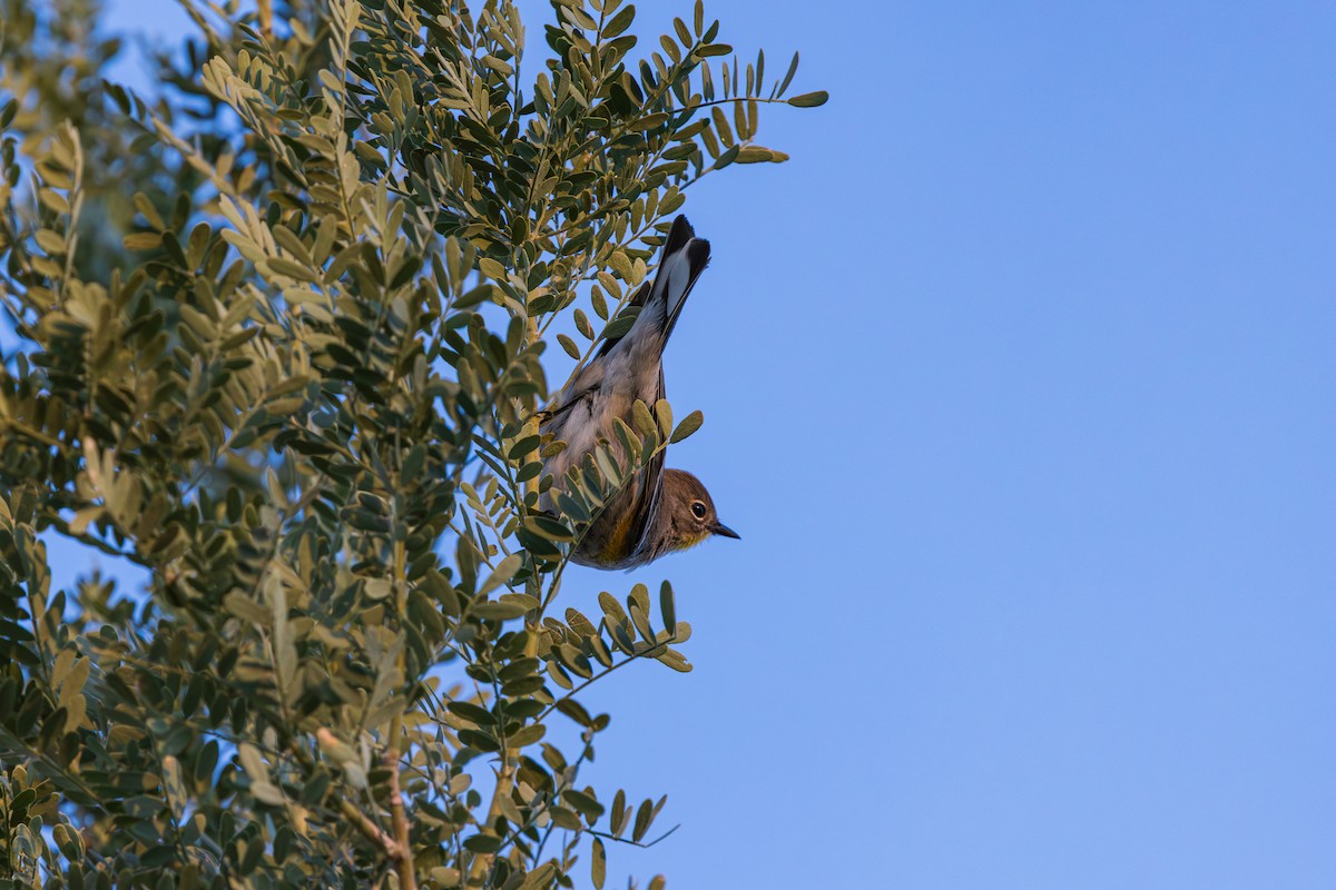 Yellow-rumped Warbler - ML646487837