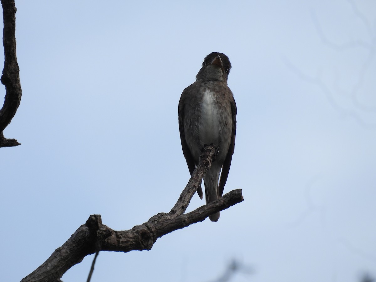 Піві північний - ML646487841