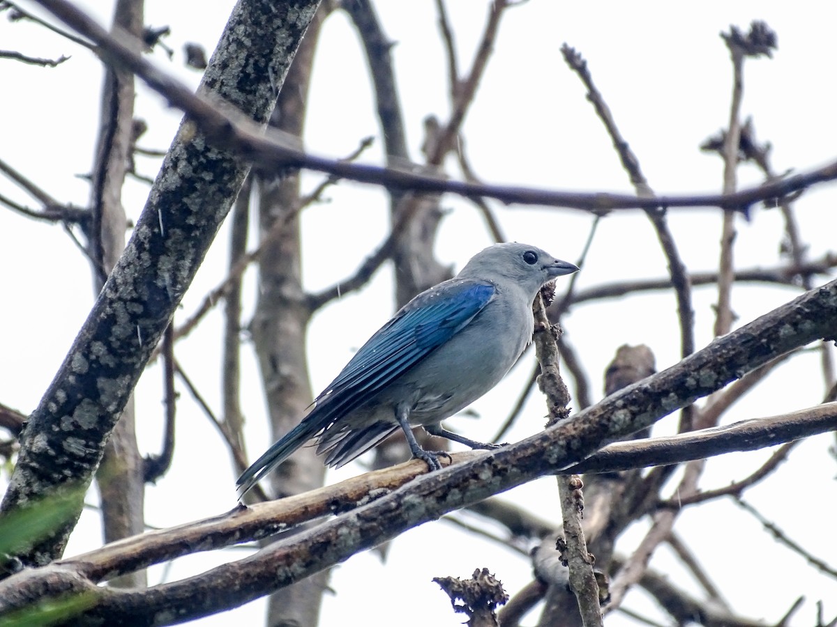 Саяка блакитна - ML646487843