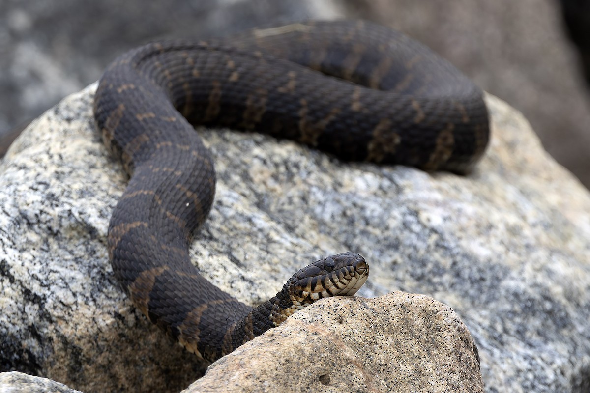 Animals - ML646487844