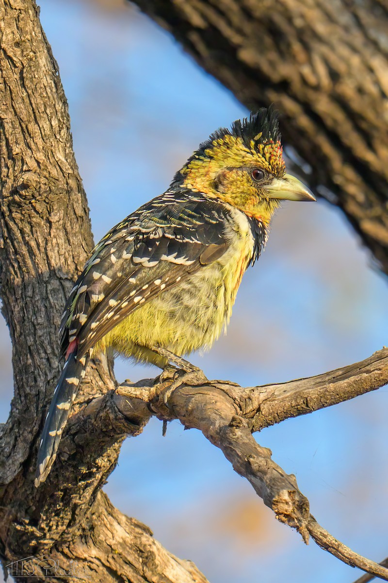 Барбудо чубатий - ML646487850