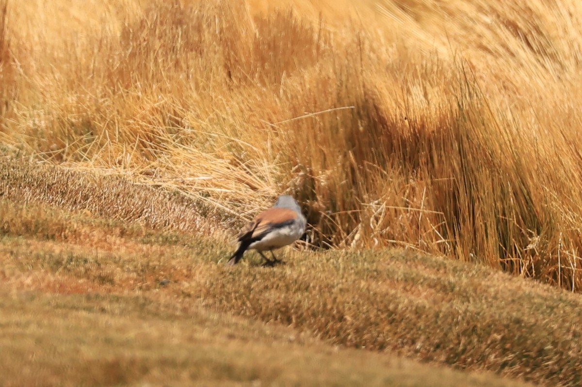 Red-backed Sierra Finch - ML646487855