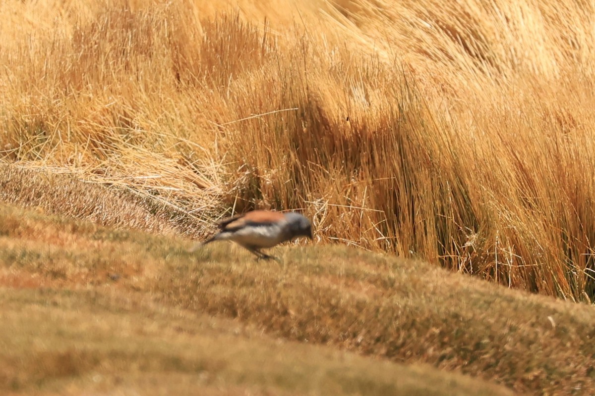 Red-backed Sierra Finch - ML646487856