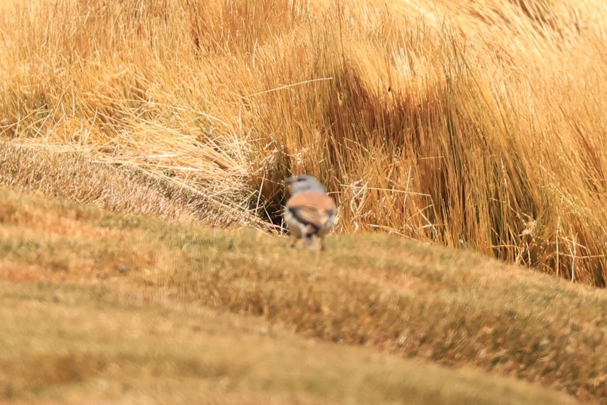 Red-backed Sierra Finch - ML646487857