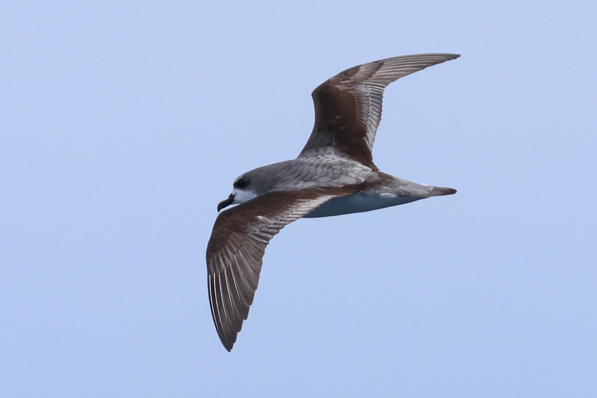 Cook's Petrel - ML646487860