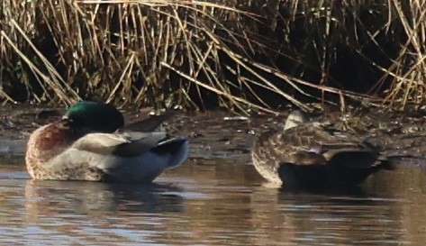 ברכיה - ML646487863