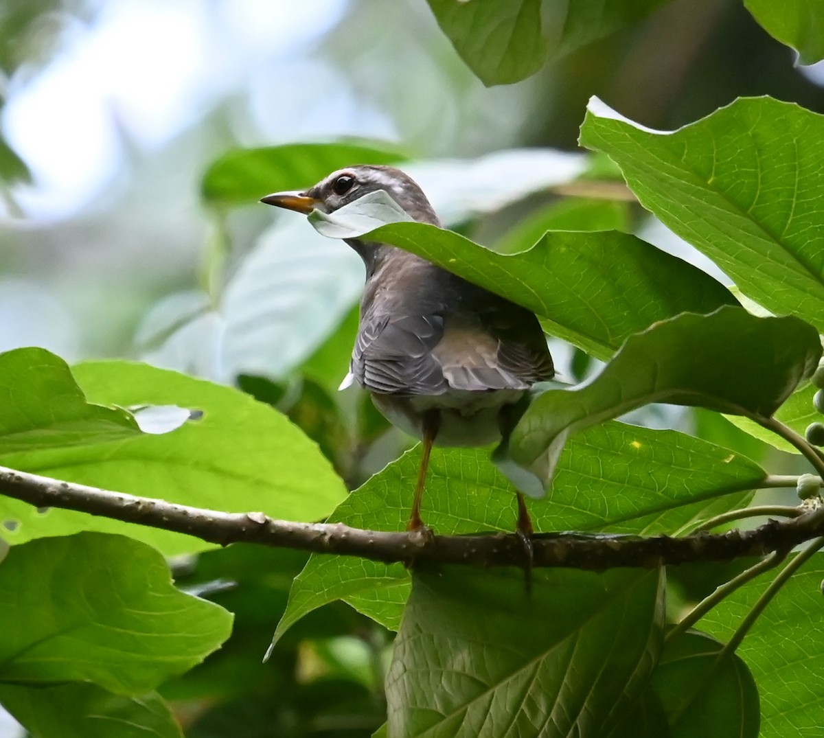 Дрізд вузькобровий - ML646487865