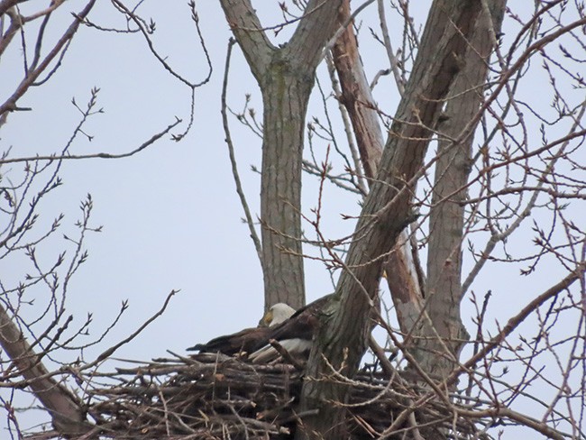 Орлан білоголовий - ML646487866