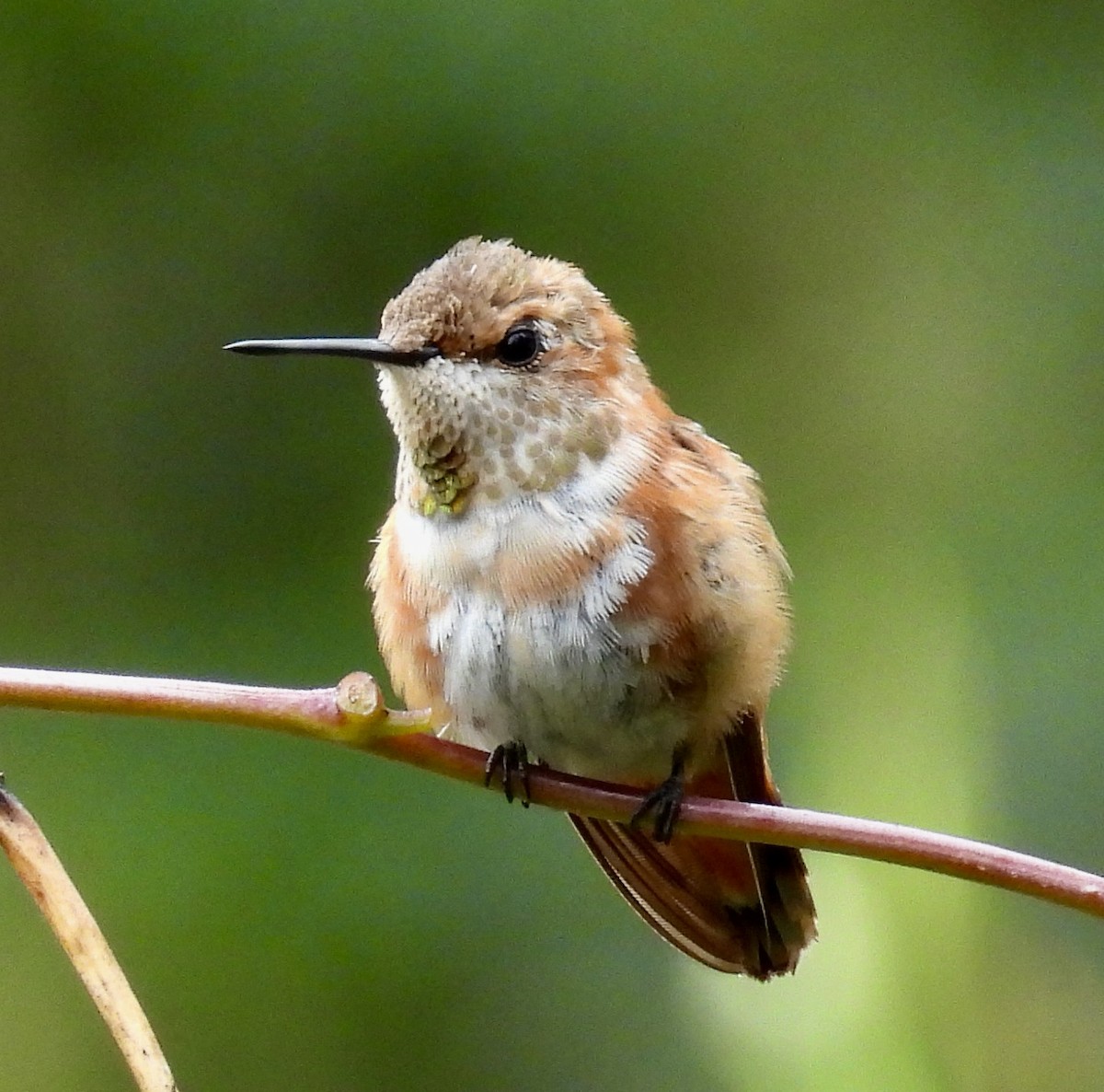 Rufous Hummingbird - ML646487867