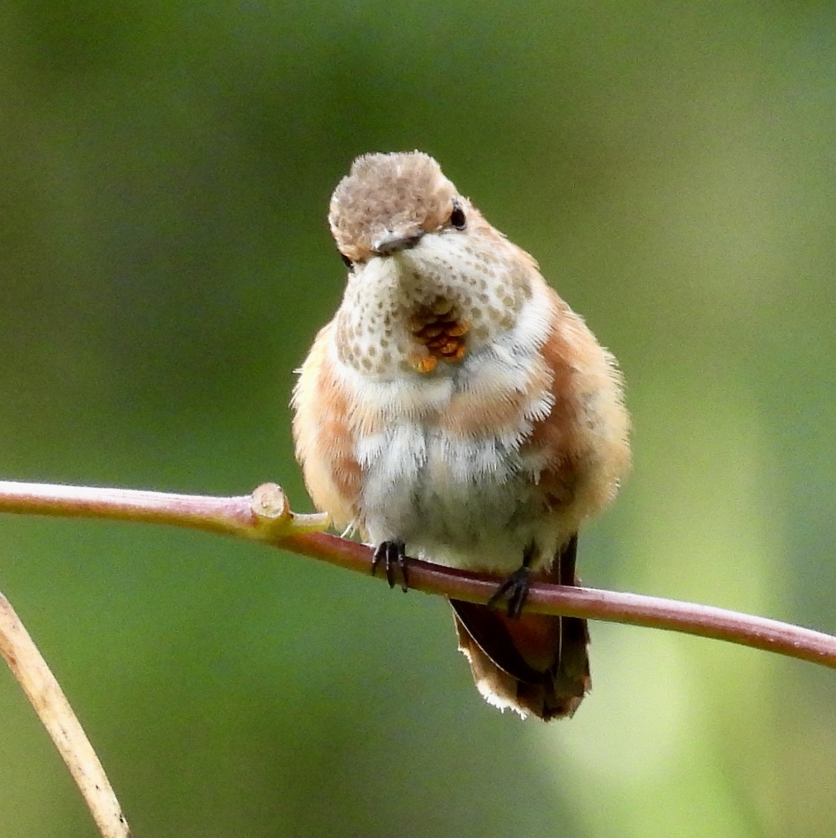 Rufous Hummingbird - ML646487868