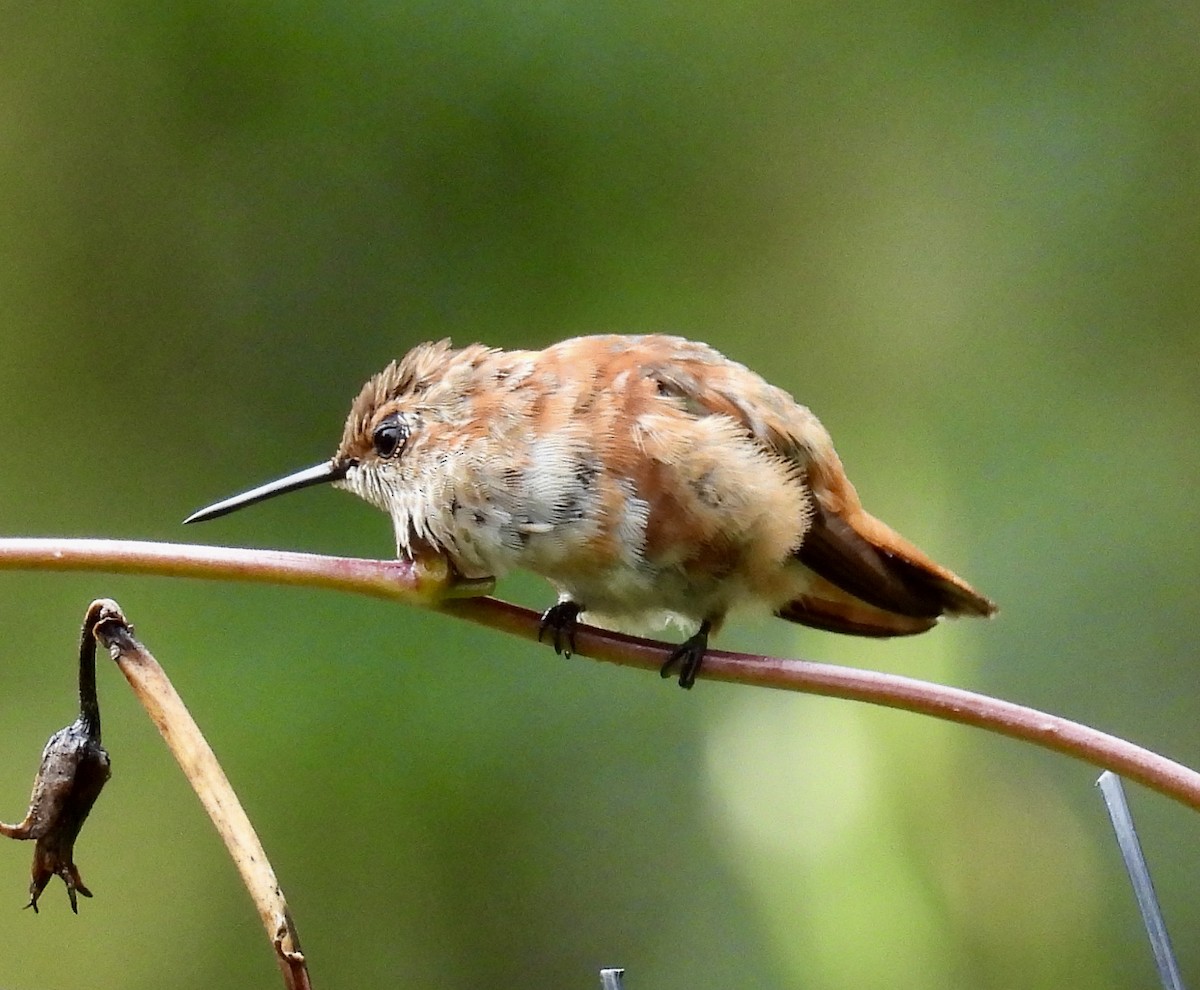 Rufous Hummingbird - ML646487869