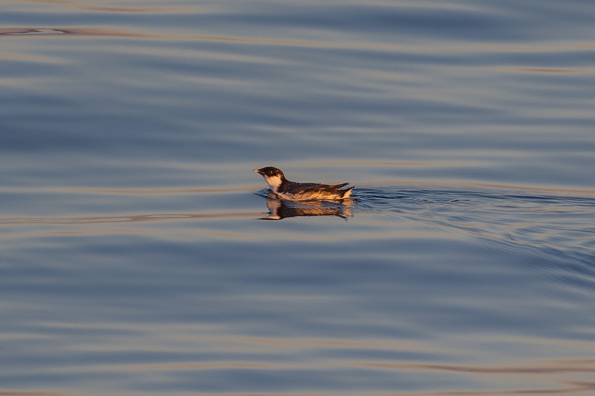 Моржик чорногорлий - ML646487870