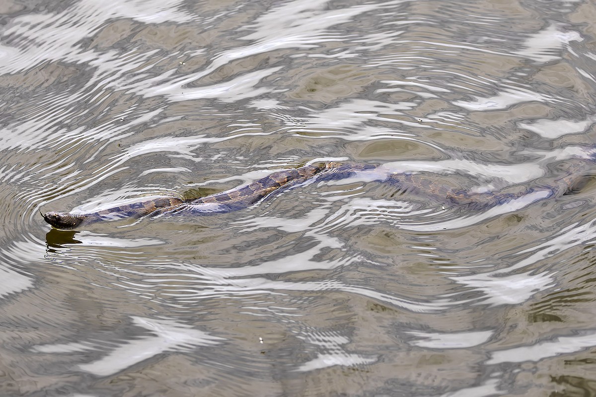 Animals - ML646487871