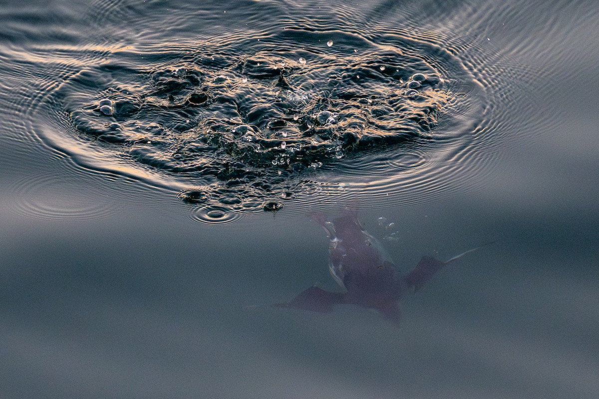 Моржик чорногорлий - ML646487872