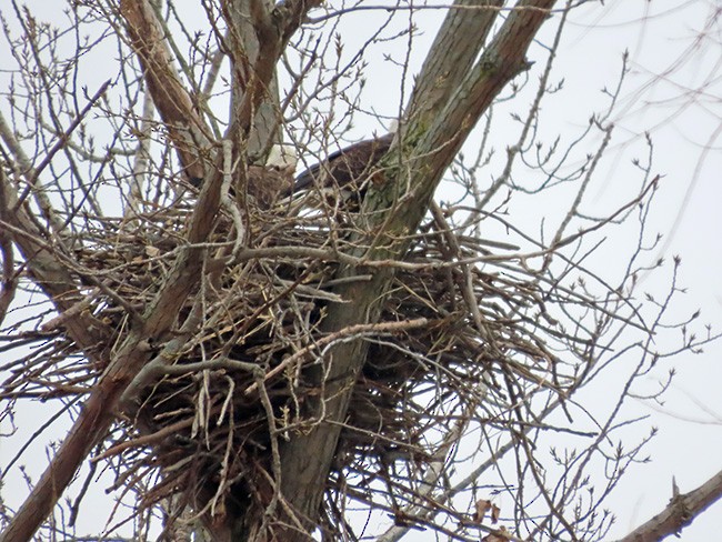 Орлан білоголовий - ML646487873