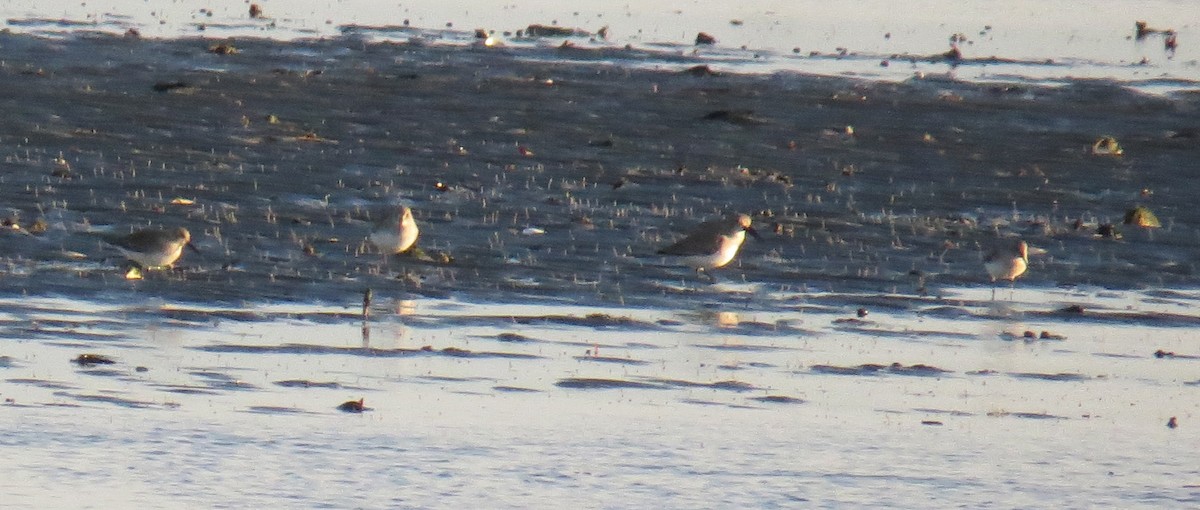 Побережник чорногрудий - ML646487875