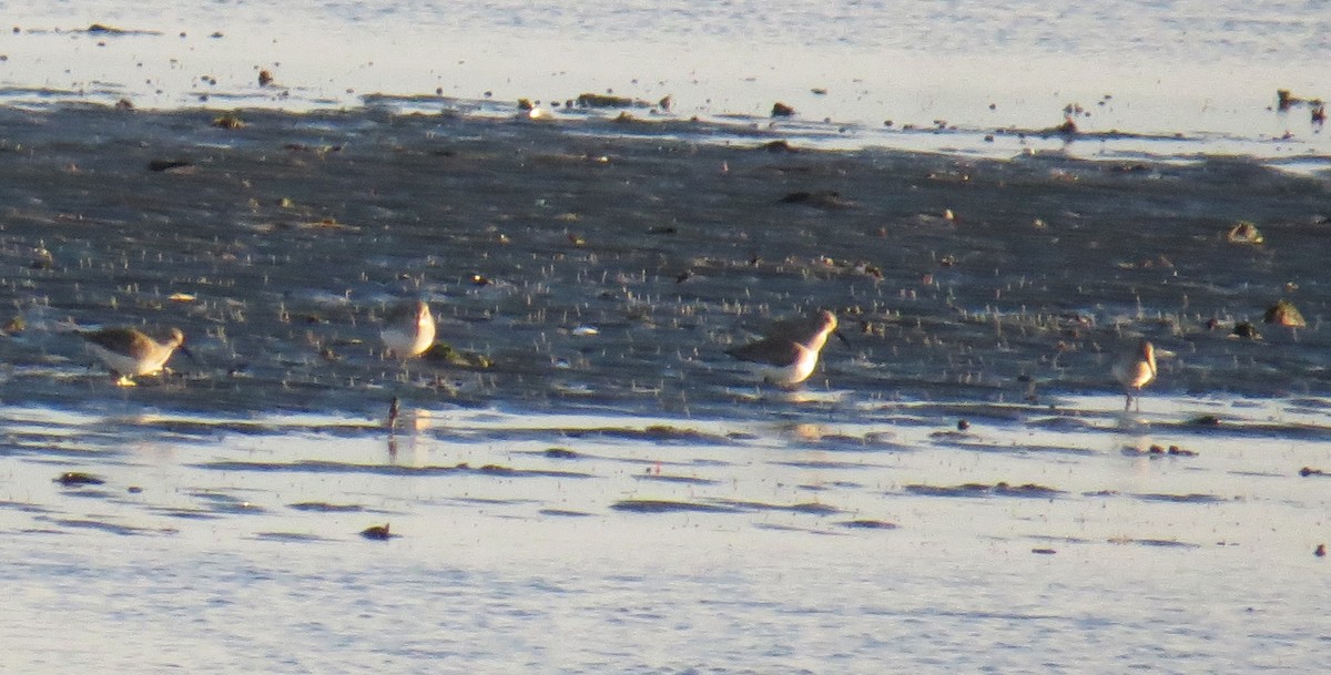 Побережник чорногрудий - ML646487876