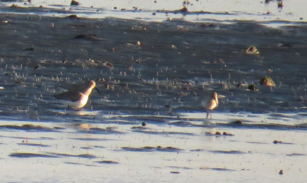 Побережник чорногрудий - ML646487877