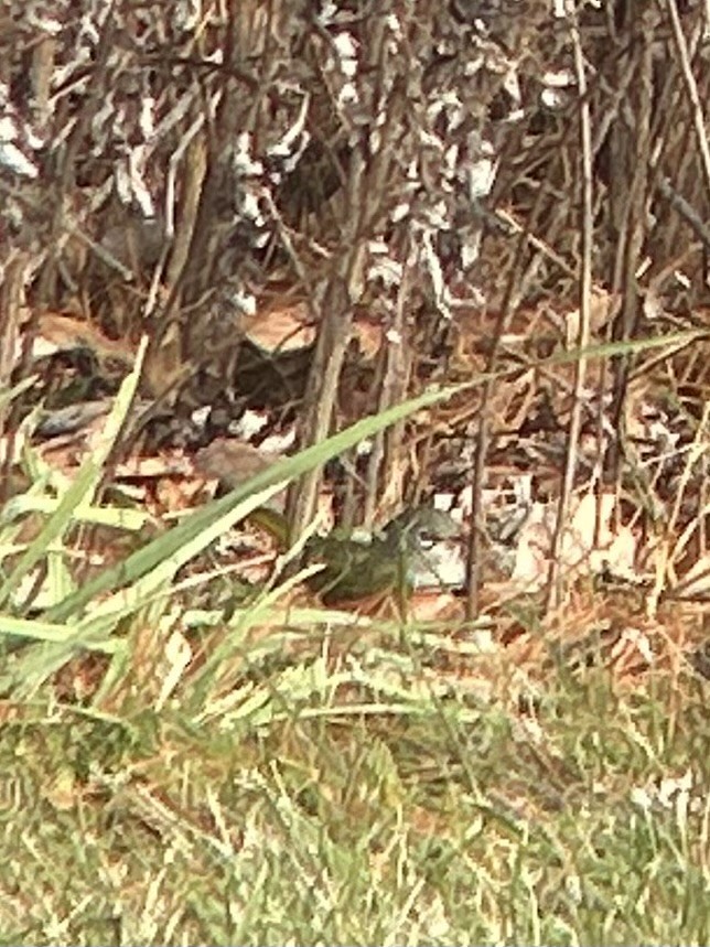 Цитринка західна - ML646487879