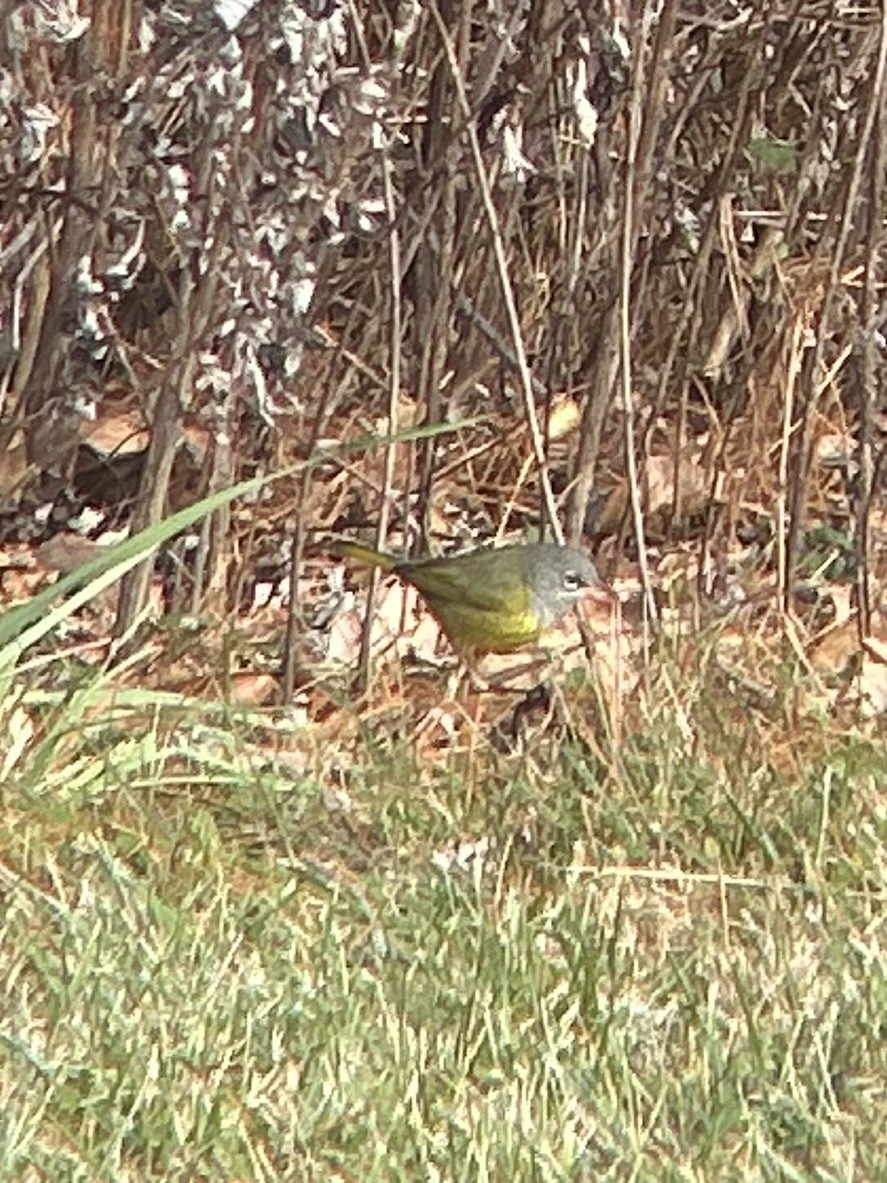 Цитринка західна - ML646487880