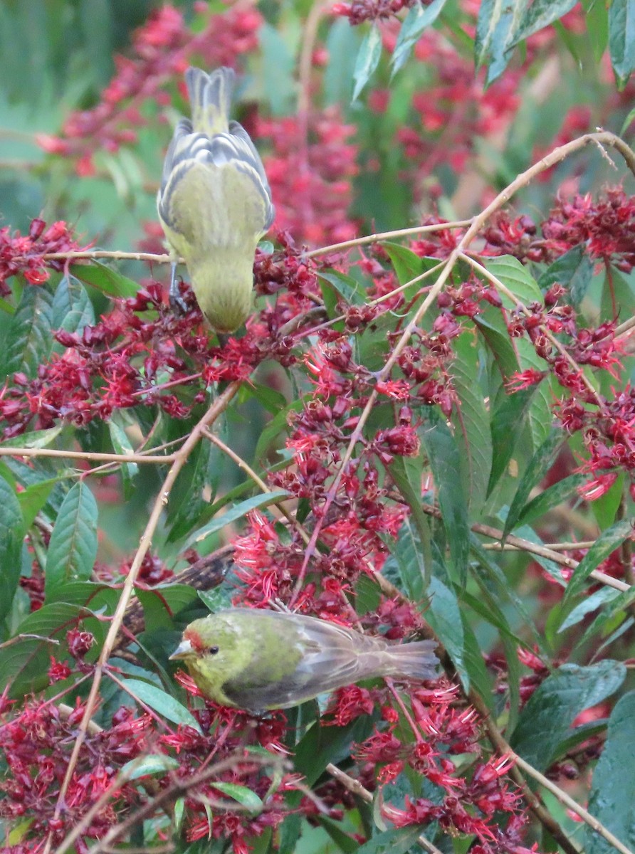 Чиж малий - ML646487881