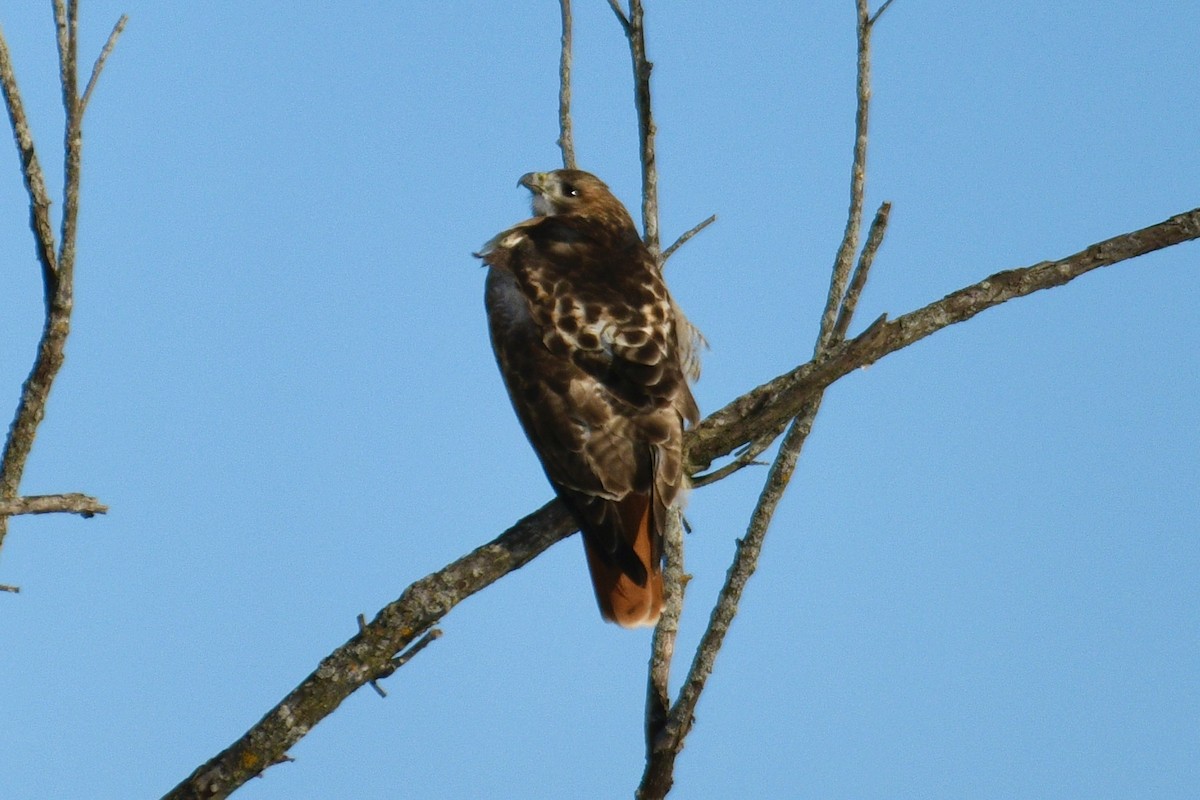 Канюк неоарктичний - ML646487882