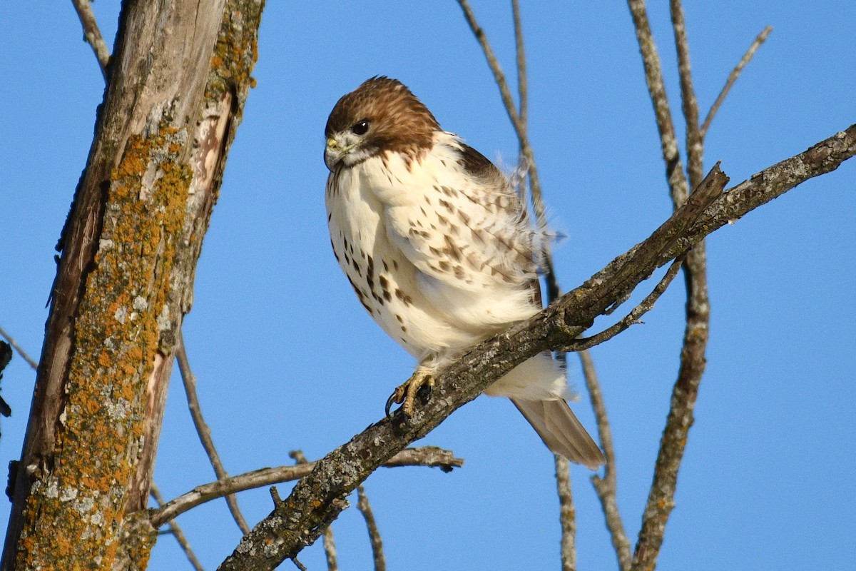 Канюк неоарктичний - ML646487883