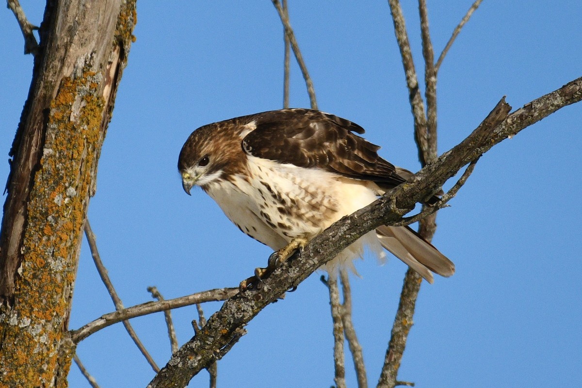 Канюк неоарктичний - ML646487884