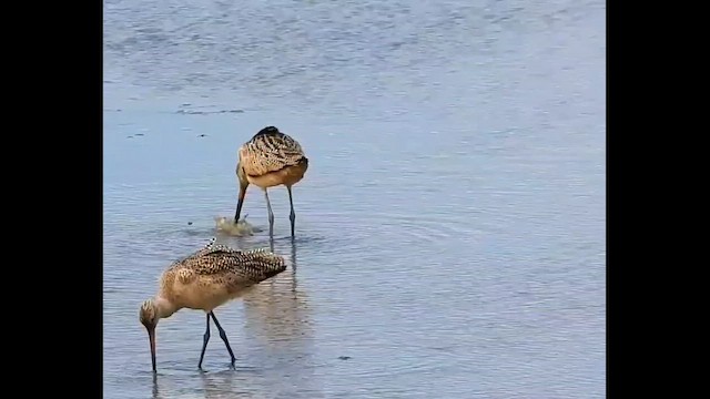 Грицик чорнохвостий - ML646487885