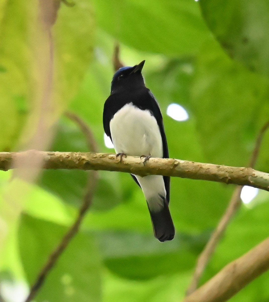 Мухоловка синя - ML646487886