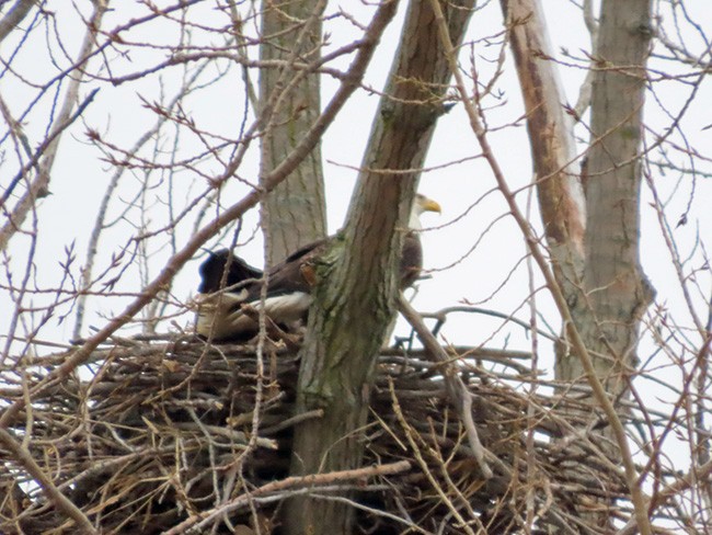 Орлан білоголовий - ML646487887