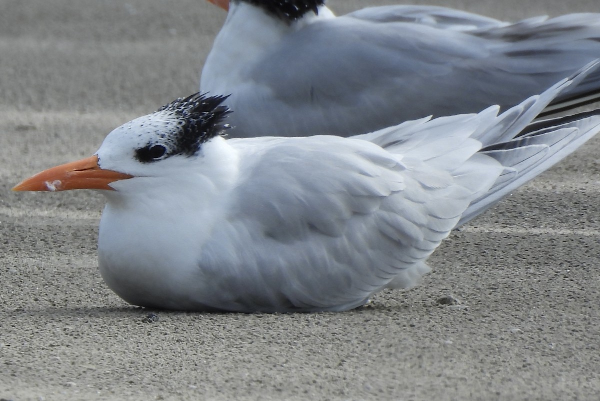 Крячок королівський - ML646487889