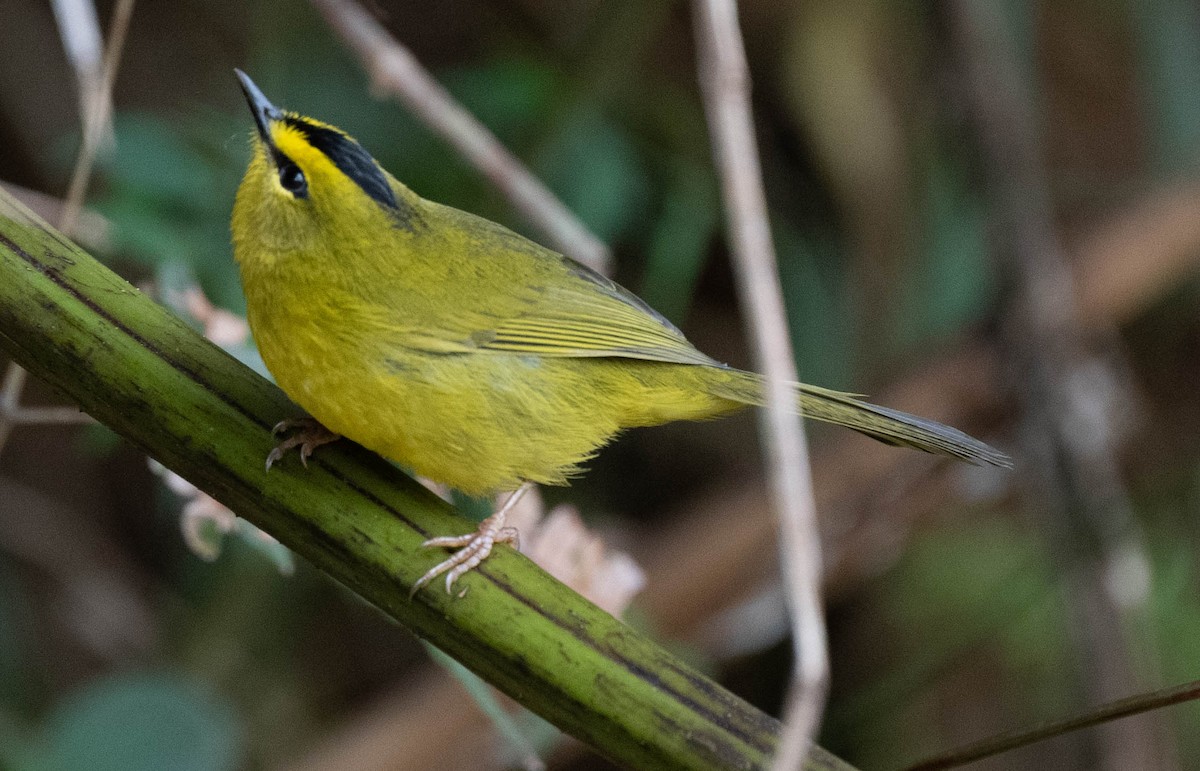 Коронник чорноголовий - ML646487890