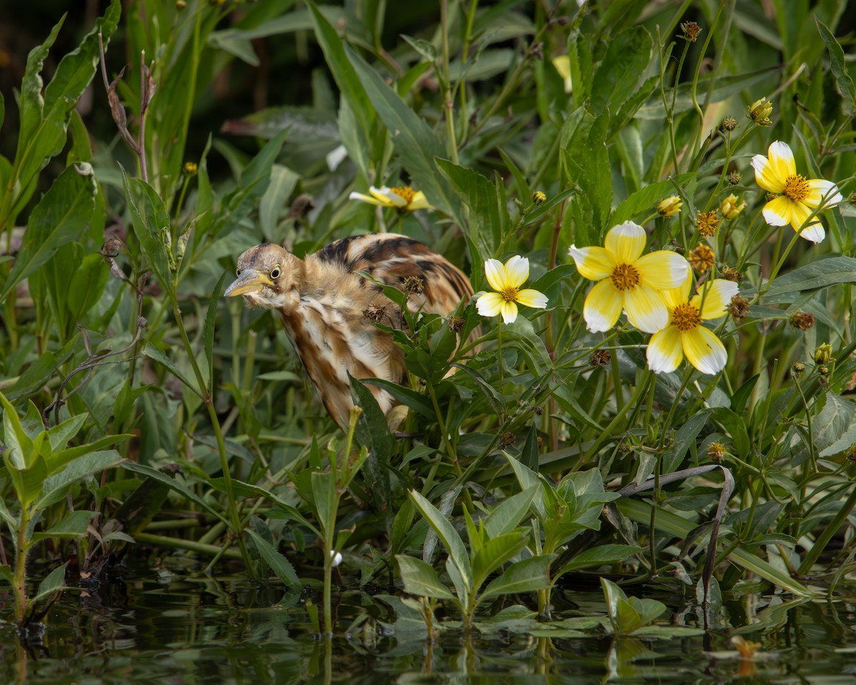 Бугайчик аргентинський - ML646487892