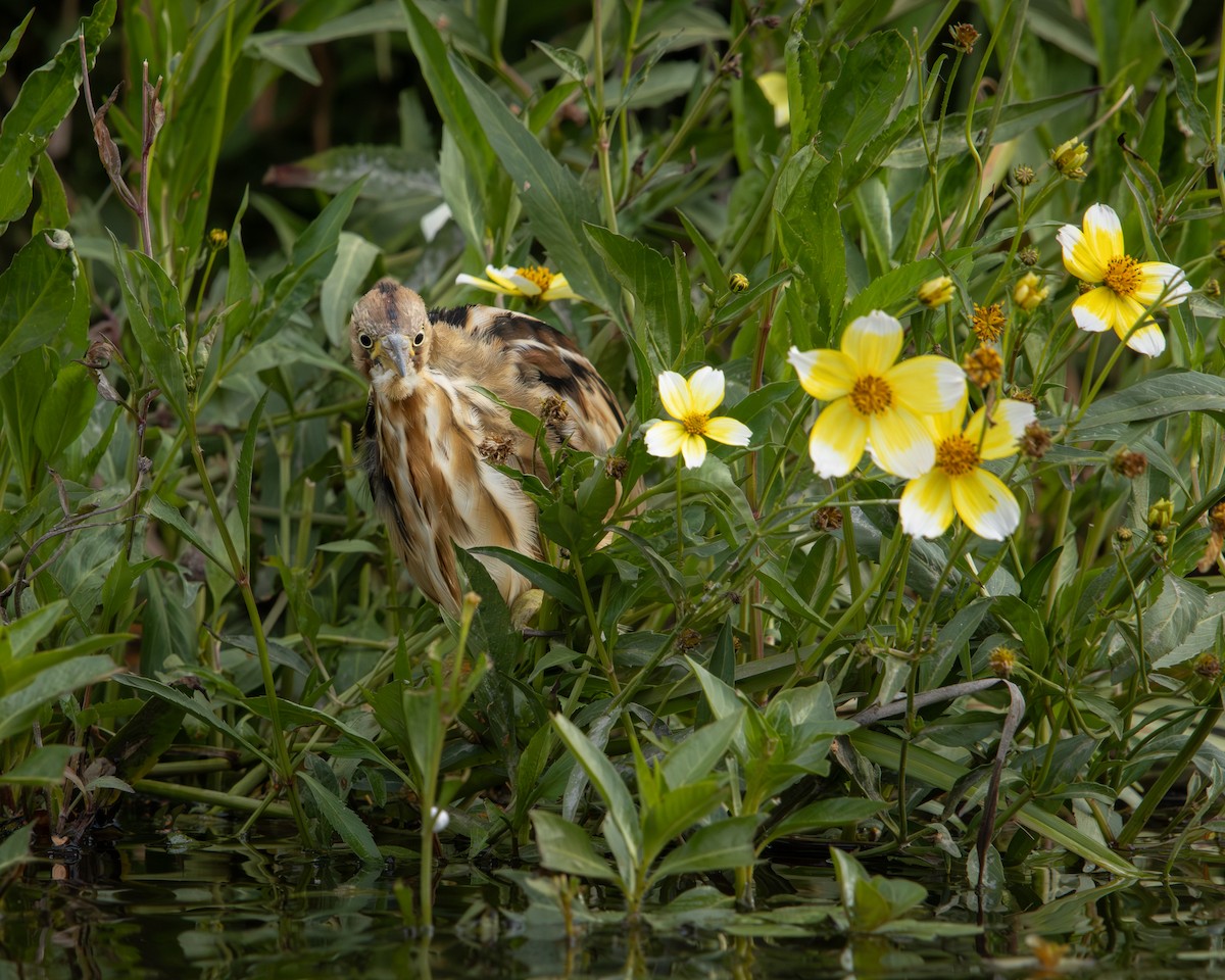 Бугайчик аргентинський - ML646487893
