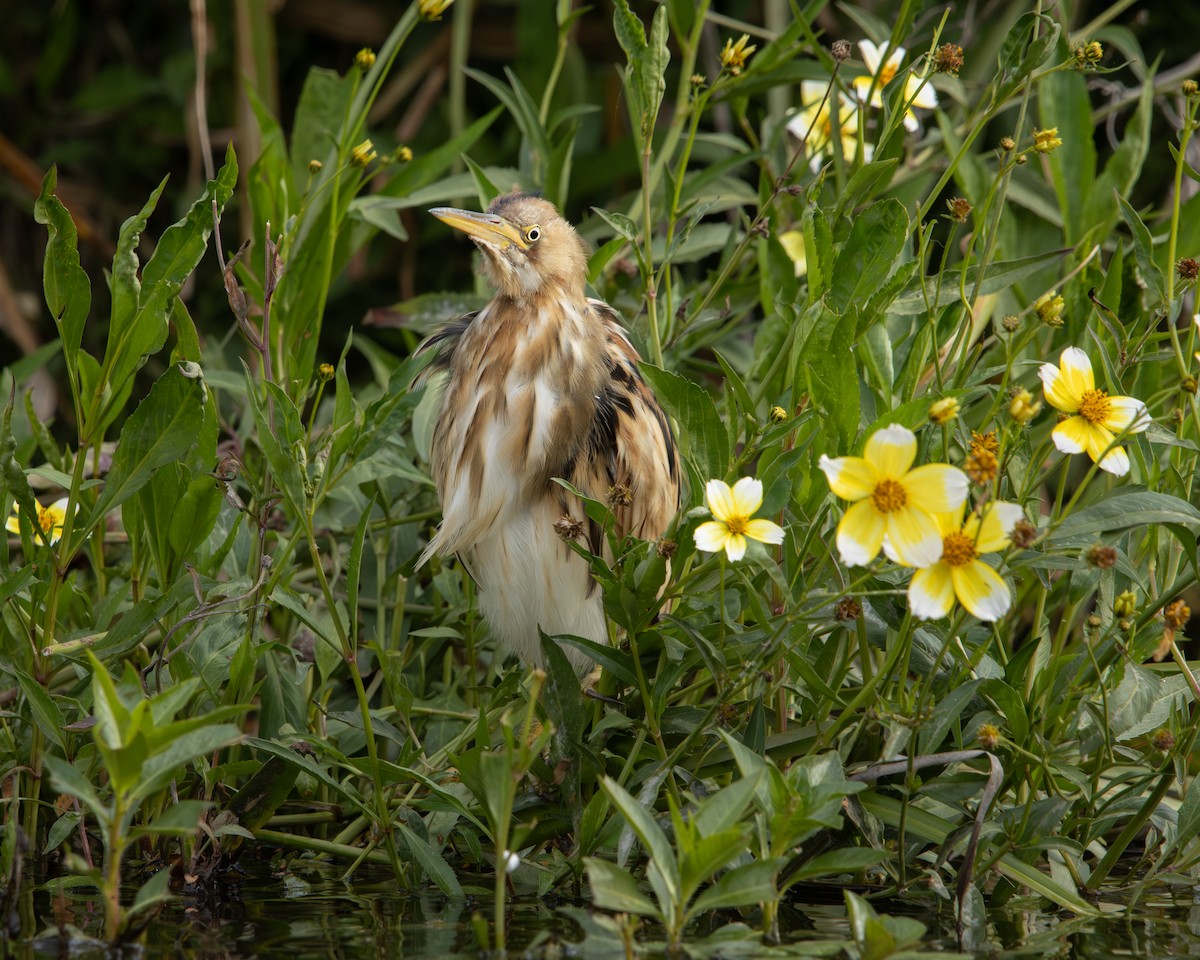 Бугайчик аргентинський - ML646487894