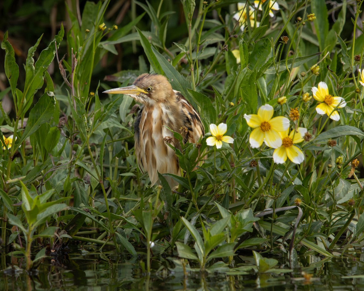 Бугайчик аргентинський - ML646487895