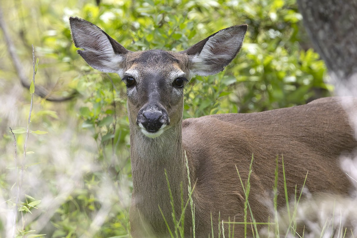 Animals - ML646487896