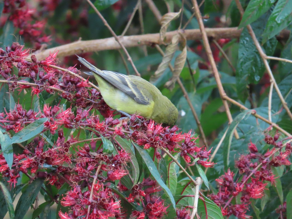 Чиж малий - ML646487897