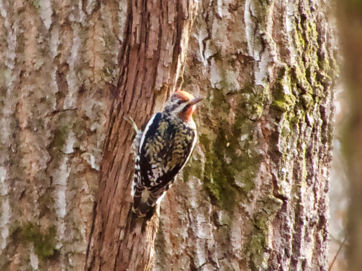 Дятел-смоктун жовточеревий - ML646487898