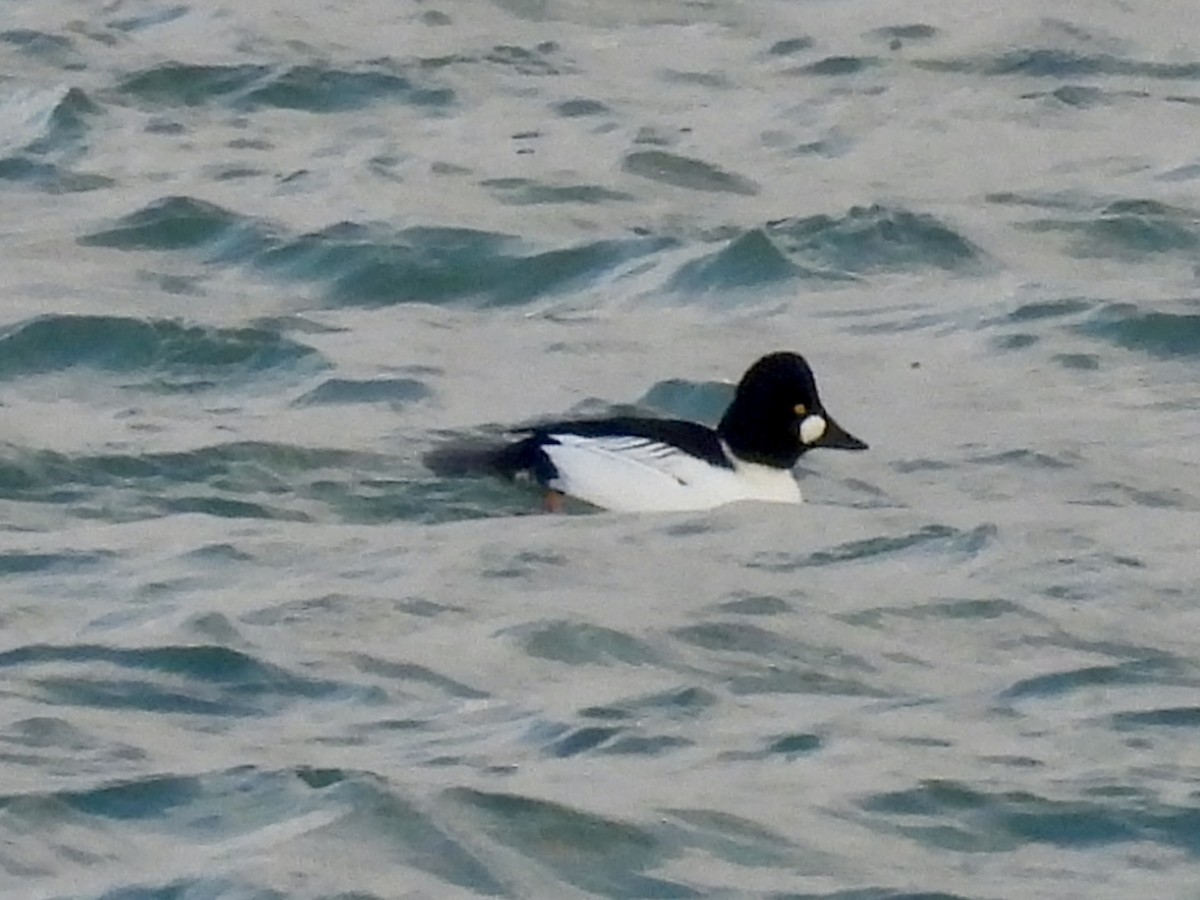 Гоголь зеленоголовий - ML646487900