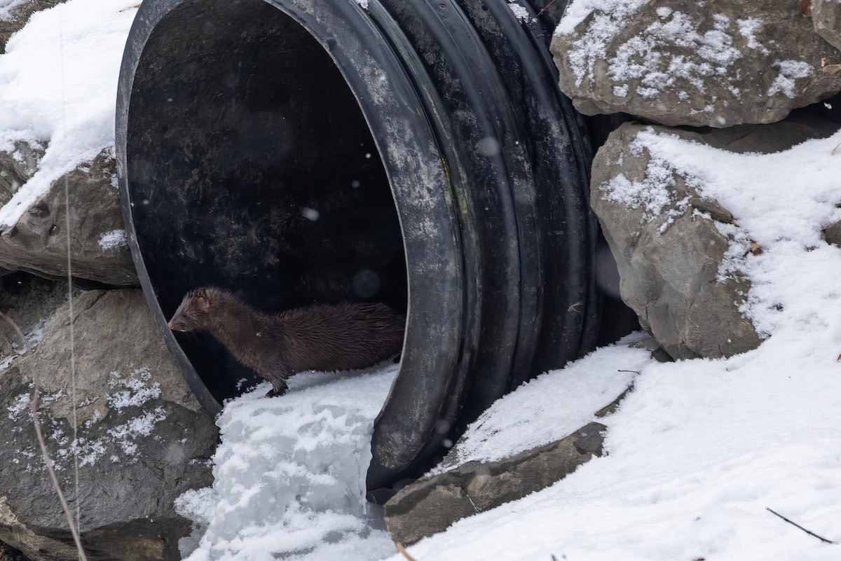 American Mink - ML646487901