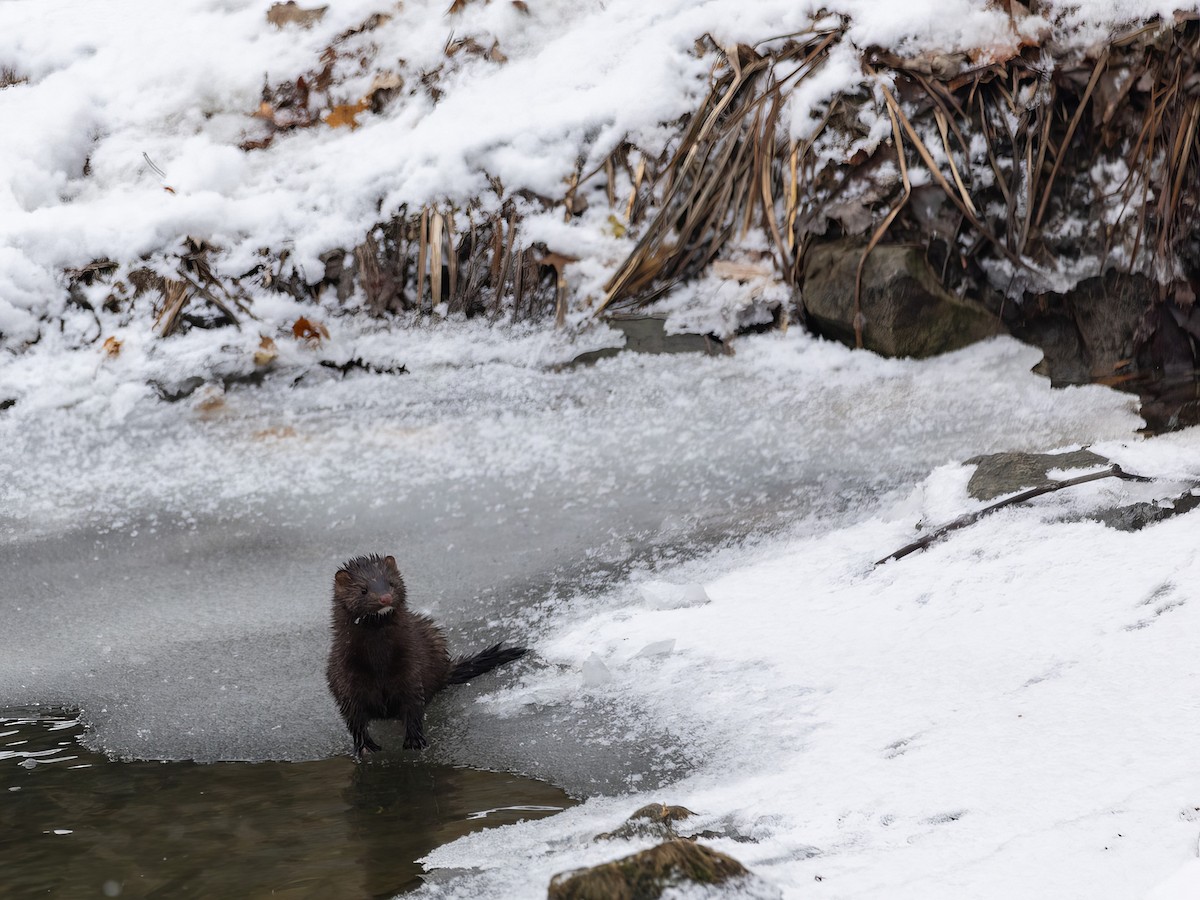 American Mink - ML646487902