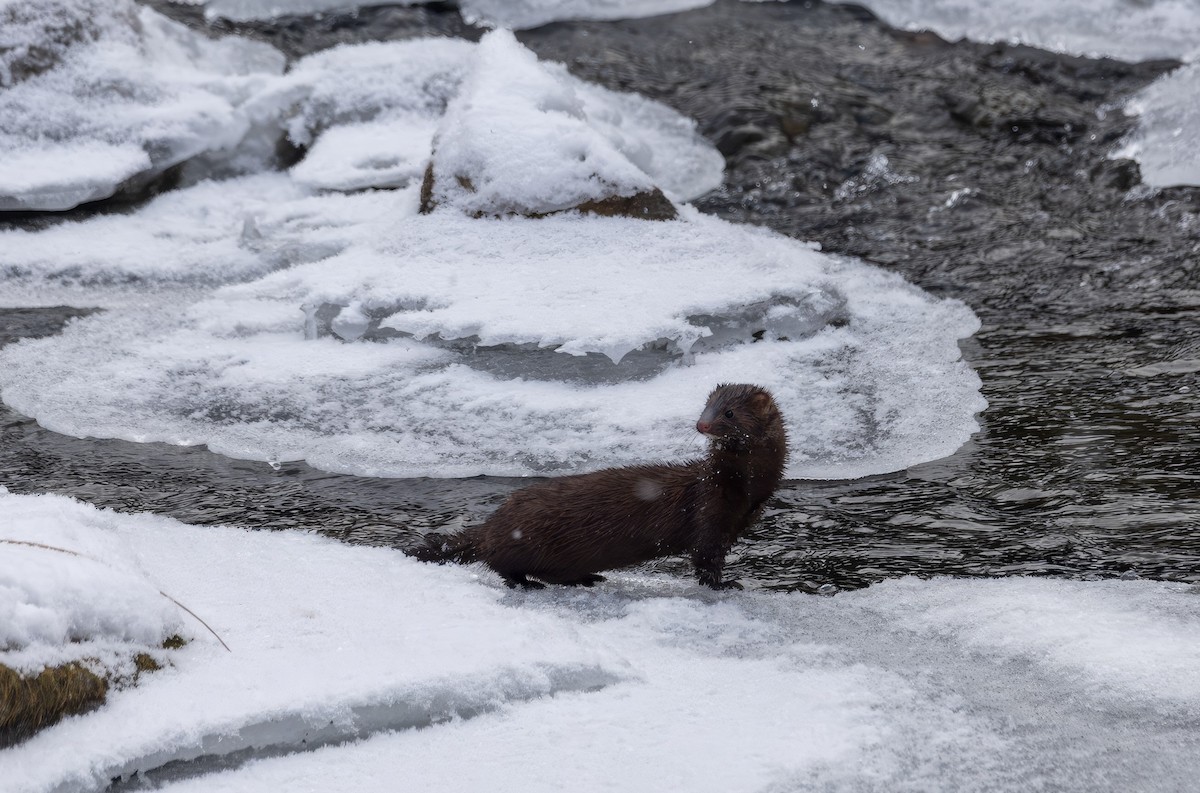 American Mink - ML646487903