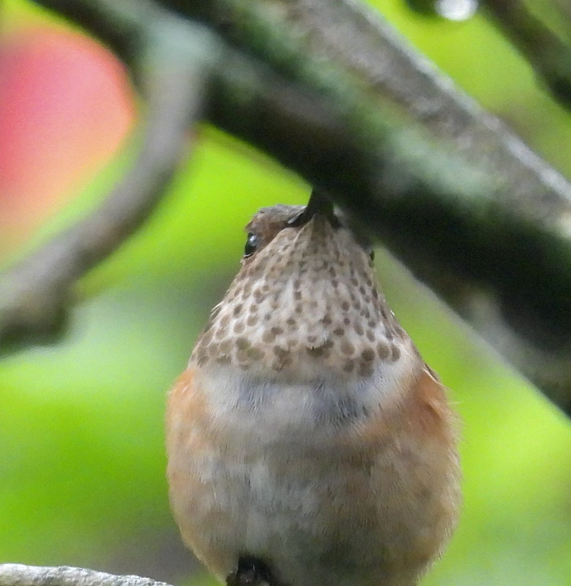 Rufous/Allen's Hummingbird - ML646487904