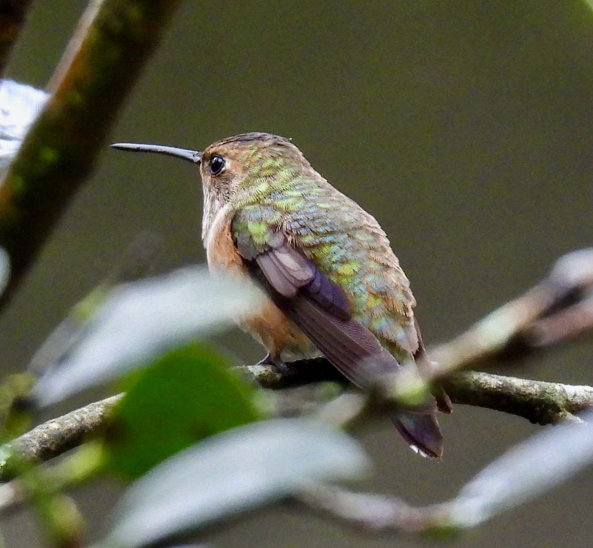 Rufous/Allen's Hummingbird - ML646487905