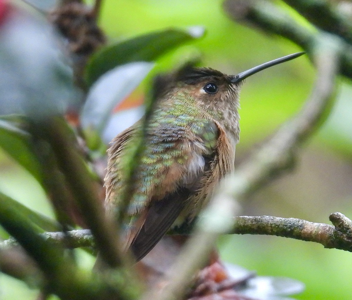 Rufous/Allen's Hummingbird - ML646487906