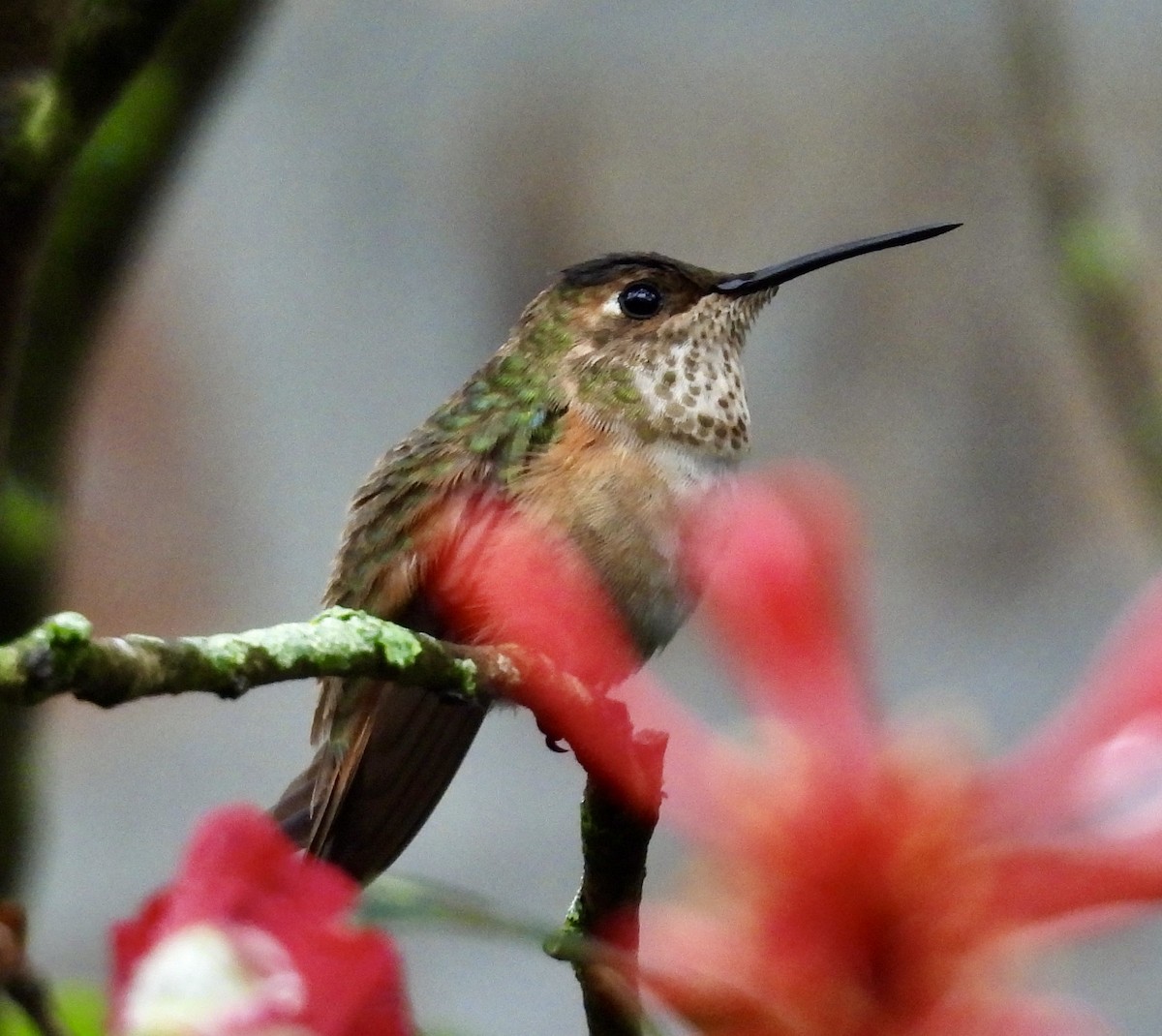 Rufous/Allen's Hummingbird - ML646487907