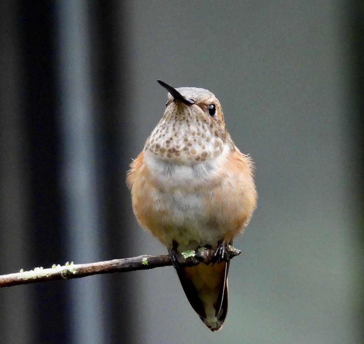 Rufous/Allen's Hummingbird - ML646487908