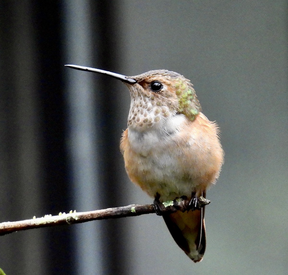 Rufous/Allen's Hummingbird - ML646487909